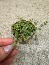 Load image into Gallery viewer, Peperomia prostrata 3" - String of Turtles