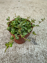 Load image into Gallery viewer, Peperomia prostrata 3" - String of Turtles