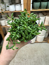 Load image into Gallery viewer, Senecio Radicans 4" - String of Bananas