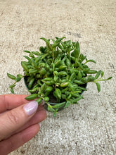 Load image into Gallery viewer, Senecio Radicans 4" - String of Bananas
