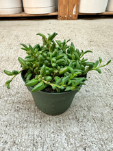 Load image into Gallery viewer, Senecio Radicans 4" - String of Bananas