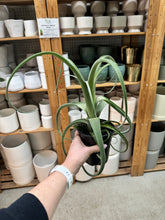 Load image into Gallery viewer, Tillandsia Curly Slim 5"