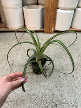 Load image into Gallery viewer, Tillandsia Curly Slim 5"