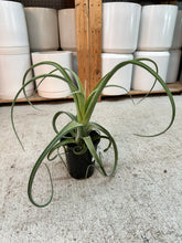 Load image into Gallery viewer, Tillandsia Curly Slim 5"