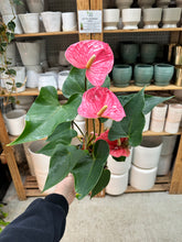 Load image into Gallery viewer, Anthurium sp. 6" - Pink Anthurium