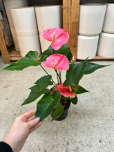 Load image into Gallery viewer, Anthurium sp. 6" - Pink Anthurium