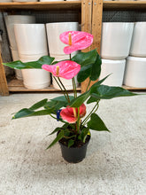 Load image into Gallery viewer, Anthurium sp. 6" - Pink Anthurium