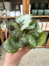 Load image into Gallery viewer, Begonia Escargot 4"