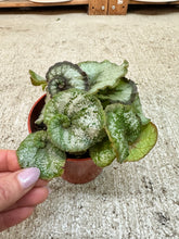 Load image into Gallery viewer, Begonia Escargot 4"