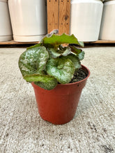 Load image into Gallery viewer, Begonia Escargot 4"