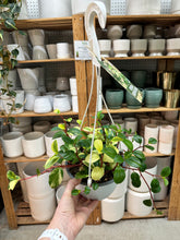 Load image into Gallery viewer, Peperomia 'European Trailing' 6" Hanging Basket