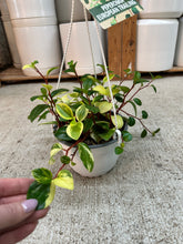 Load image into Gallery viewer, Peperomia 'European Trailing' 6" Hanging Basket