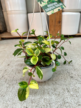 Load image into Gallery viewer, Peperomia 'European Trailing' 6" Hanging Basket