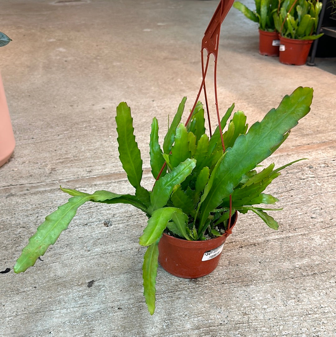 epiphyllum cactus Epiphyllum Golden Orchid Cactus 6