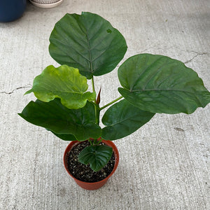 6 leaf indoor plant Ficus Umbellata 6" – Kent East Hill Nursery