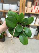 Load image into Gallery viewer, Hoya fungii 6" - Wax Plant