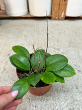 Load image into Gallery viewer, Hoya fungii 6" - Wax Plant