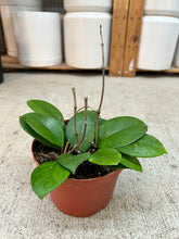 Load image into Gallery viewer, Hoya fungii 6" - Wax Plant