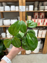 Load image into Gallery viewer, Hoya sulawesi GPS 8867 4" - Wax Plant