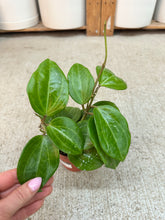Load image into Gallery viewer, Hoya sulawesi GPS 8867 4" - Wax Plant