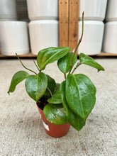 Load image into Gallery viewer, Hoya sulawesi GPS 8867 4" - Wax Plant