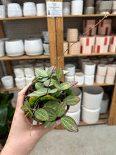 Load image into Gallery viewer, Dischidia ovata 4" - Watermelon Dischidia