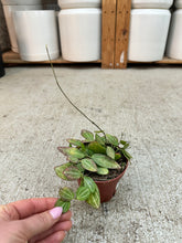 Load image into Gallery viewer, Dischidia ovata 4" - Watermelon Dischidia