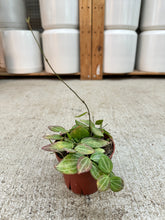 Load image into Gallery viewer, Dischidia ovata 4" - Watermelon Dischidia