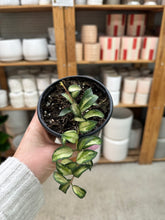 Load image into Gallery viewer, Hoya lacunosa Bruno 4" - Wax Plant
