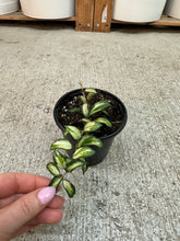 Load image into Gallery viewer, Hoya lacunosa Bruno 4" - Wax Plant