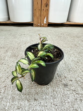 Load image into Gallery viewer, Hoya lacunosa Bruno 4" - Wax Plant