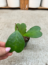 Load image into Gallery viewer, Hoya Kerrii 4"