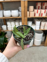 Load image into Gallery viewer, Hoya Silver Lady 4" - Wax Plant