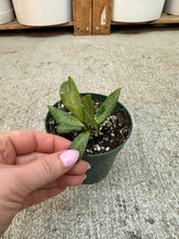 Load image into Gallery viewer, Hoya Silver Lady 4" - Wax Plant
