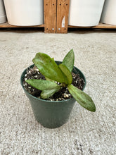 Load image into Gallery viewer, Hoya Silver Lady 4" - Wax Plant