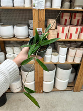 Load image into Gallery viewer, Hoya minibelle 4" - Wax Plant