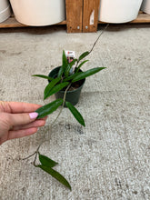 Load image into Gallery viewer, Hoya minibelle 4" - Wax Plant