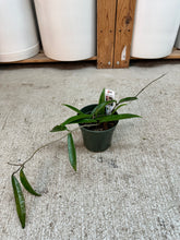 Load image into Gallery viewer, Hoya minibelle 4" - Wax Plant