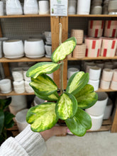 Load image into Gallery viewer, Hoya kerrii picta spot 4" - Inner Variegation Wax Plant