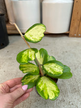 Load image into Gallery viewer, Hoya kerrii picta spot 4" - Inner Variegation Wax Plant