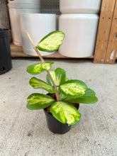 Load image into Gallery viewer, Hoya kerrii picta spot 4" - Inner Variegation Wax Plant