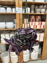 Load image into Gallery viewer, Tradescantia zebrina red 4" HB - Inch Plant