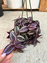 Load image into Gallery viewer, Tradescantia zebrina red 4" HB - Inch Plant