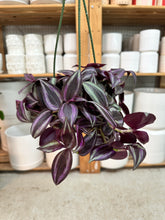 Load image into Gallery viewer, Tradescantia zebrina red 4" HB - Inch Plant