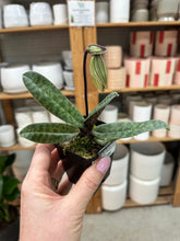Load image into Gallery viewer, Paphiopedilum venustum 3" - Charming Slipper Orchid