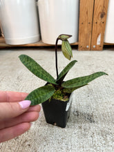 Load image into Gallery viewer, Paphiopedilum venustum 3" - Charming Slipper Orchid