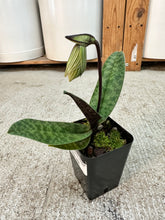 Load image into Gallery viewer, Paphiopedilum venustum 3" - Charming Slipper Orchid