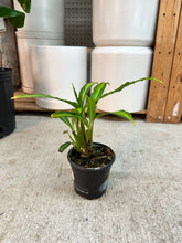 Load image into Gallery viewer, Homalomena 'Papua' 4"