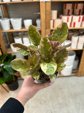 Load image into Gallery viewer, Strobilanthes alternata 'Exotica' 4" - Waffle Plant