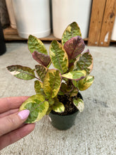 Load image into Gallery viewer, Strobilanthes alternata 'Exotica' 4" - Waffle Plant